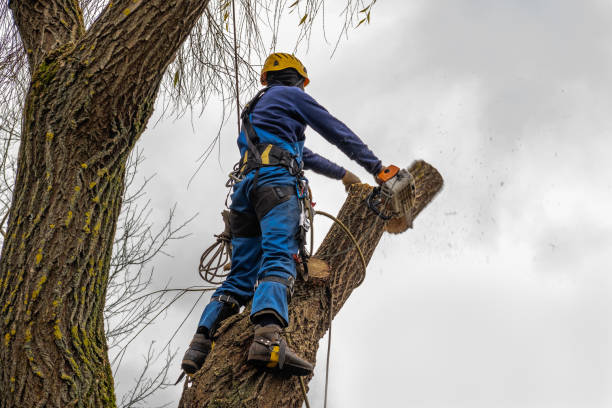 Best Seasonal Cleanup  in USA